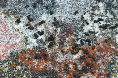 Representative image of Alyxoria