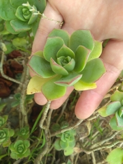 Aeonium haworthii