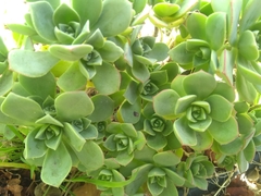 Aeonium haworthii