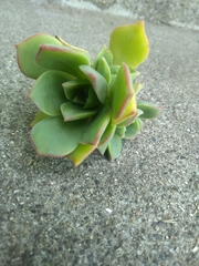 Aeonium haworthii