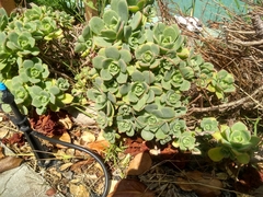 Aeonium haworthii