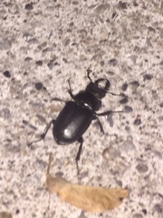 Lucanus placidus