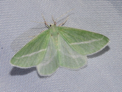 Chlorosea margaretaria