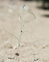 Caulanthus amplexicaulis