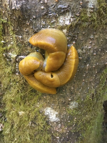 Button's Banana Slug, Fort Bragg, CA, US, photo 8 of 10
