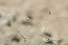 Caulanthus amplexicaulis