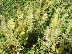 Nephrolepis hirsutula