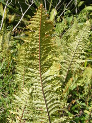 Nephrolepis hirsutula