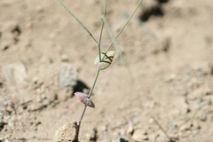 Caulanthus amplexicaulis