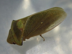 Tituria