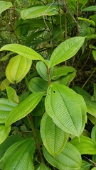 Miconia lasiopoda