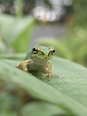 Hyla japonica