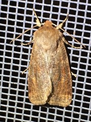 Orthosia rubescens