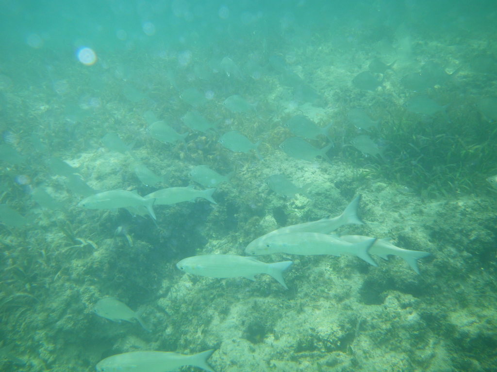 White Mullet from Bávaro, 23000, Dominican Republic on June 3, 2012 by ...