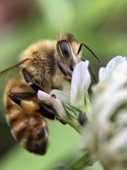 Apis mellifera