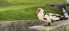 Cairina moschata domestica