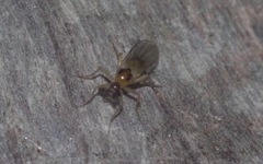 Elaphropeza ephippiata