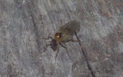 Elaphropeza ephippiata