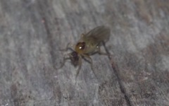 Elaphropeza ephippiata