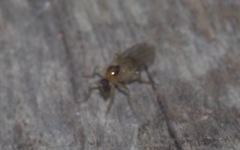 Elaphropeza ephippiata