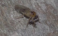 Elaphropeza ephippiata