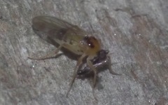 Elaphropeza ephippiata