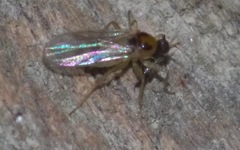 Elaphropeza ephippiata