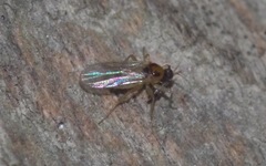 Elaphropeza ephippiata