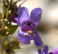Penstemon pachyphyllus pachyphyllus
