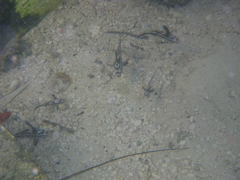 Pareques acuminatus