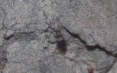 Entomobrya albocincta