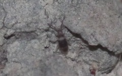 Entomobrya albocincta