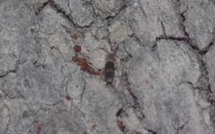 Entomobrya albocincta
