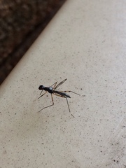 Rainieria antennaepes