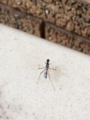 Rainieria antennaepes