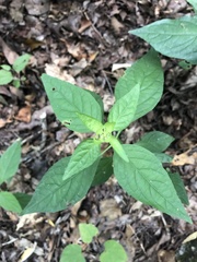 Yeatesia viridiflora