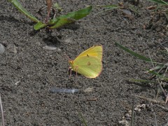 Colias christina