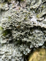 Heterodermia squamulosa