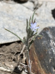 Eriastrum wilcoxii