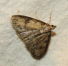 Palpita arsaltealis