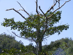 Terminalia latifolia