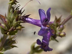 Penstemon pachyphyllus pachyphyllus