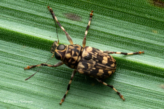 Litocerus