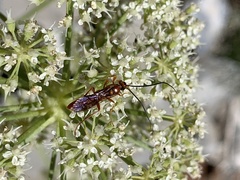 Labeninae