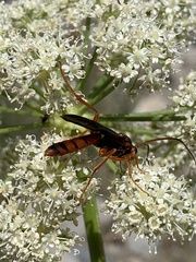Labeninae