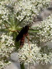 Labeninae