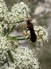 Labeninae