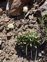 Eriogonum latens