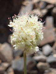Eriogonum latens