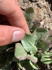 Eriogonum latens